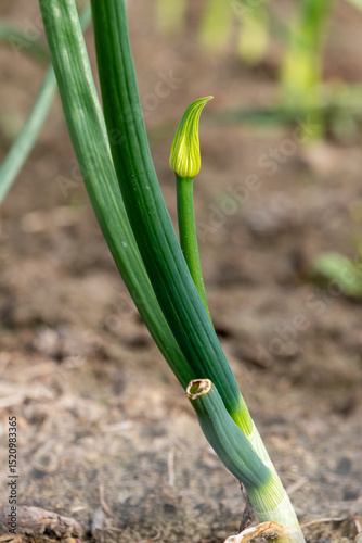 Green chives. Blurred background, close-up. Agricultural field in the countryside.