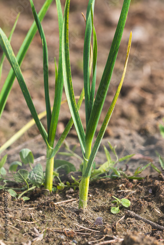Green chives. Blurred background, close-up. Agricultural field in the countryside.