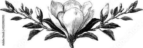 Intricate engraved illustration of symmetrical ornamental floral design