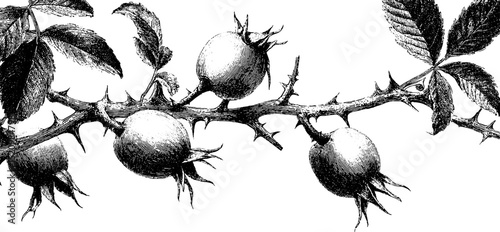 Engraved illustration of twisting rosehips on thorny branch for botanical design