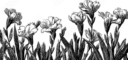 Vintage alpine flowers engraving - antique botanical design for art and decor