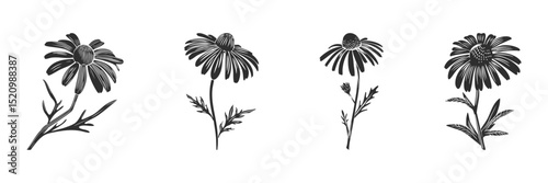 Silhouette Of Echinacea Flowers Set. Botanical Art And Herbal Medicine Theme Isolated Vector Illustration Collection