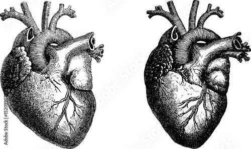 Detailed engraved illustration of human heart and aorta anatomy for educational use