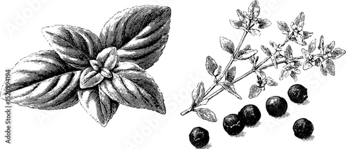 Engraved botanical collection featuring basil and thyme for herbal design projects
