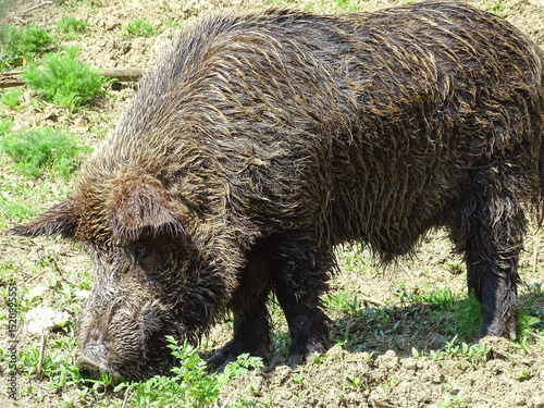 A wild boar in Romania