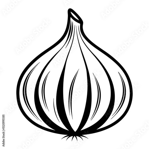 garlic vector illustration
