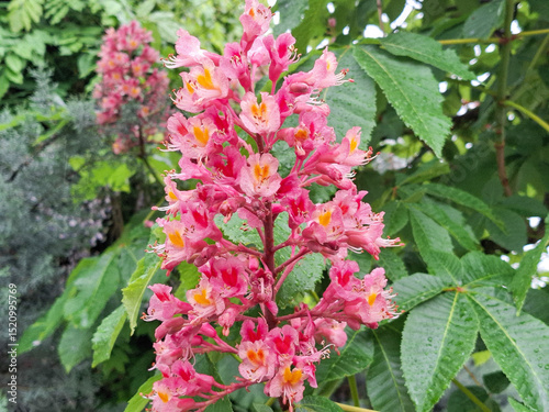 Flowering red horse chestnut tree. Aesculus carnea