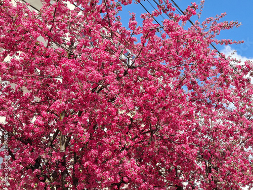 Blooming Japanese Crab Apple. Malus floribunda. In Romania