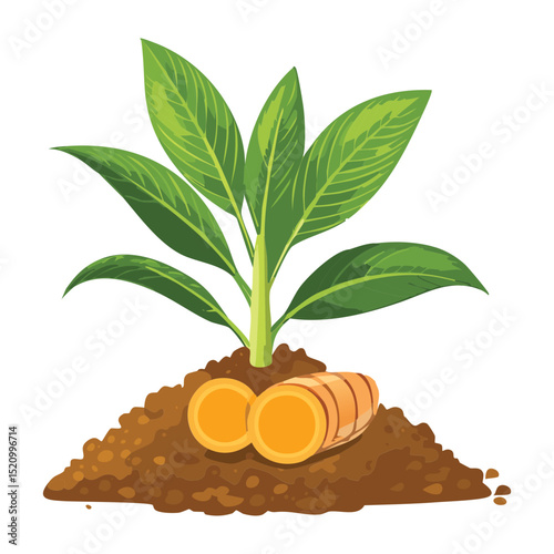 Multiple Ginger Roots in Soil