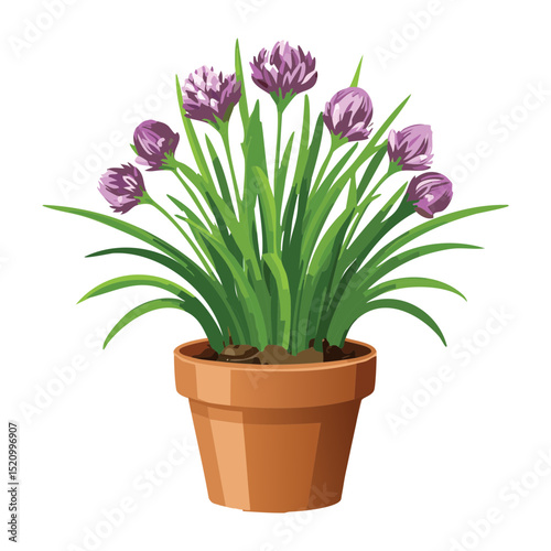 Potted Chives Herb Plant