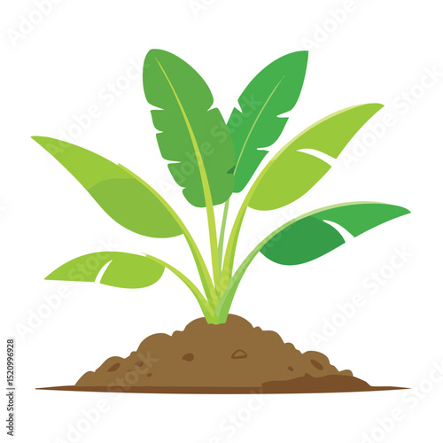 Tropical Banana Plant in Soil