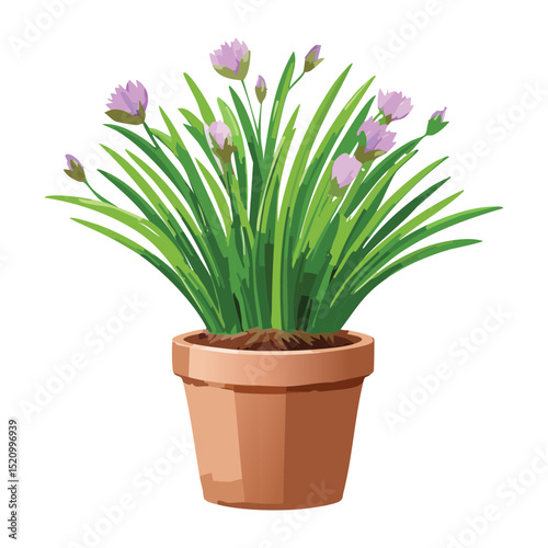 Potted Chives Purple Flowers