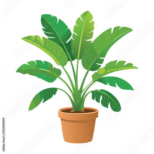 Wallpaper Mural Young Banana Plant in Pot Torontodigital.ca