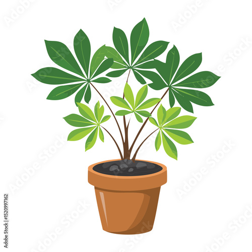 Potted Cassava Plant with Green Leaves