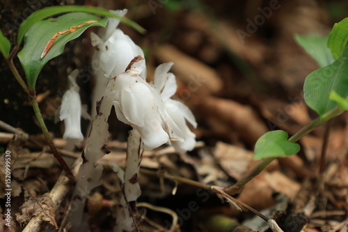 茶色い落ち葉がある地面から生える白いギンリョウソウの花 photo