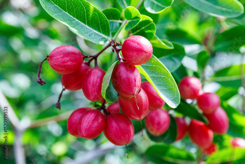 close-up of a cluster of bright red carissa carandas fruits hanging from a branch amidst lush green leaves