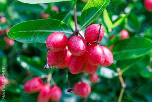 close-up of a cluster of bright red carissa carandas fruits hanging from a branch amidst lush green leaves
