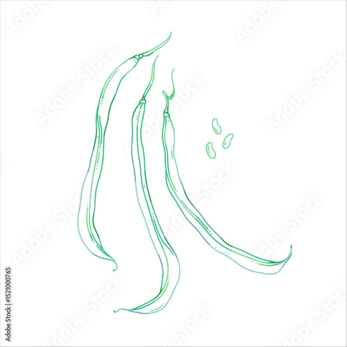 Vector illustration of green beans with pods and seeds in botanical style