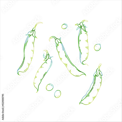 Hand-Drawn Pea Plants Vector Illustration with Pods and Seeds