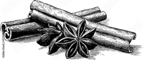 Engraved botanical illustration of cinnamon sticks and star anise for design and decoration