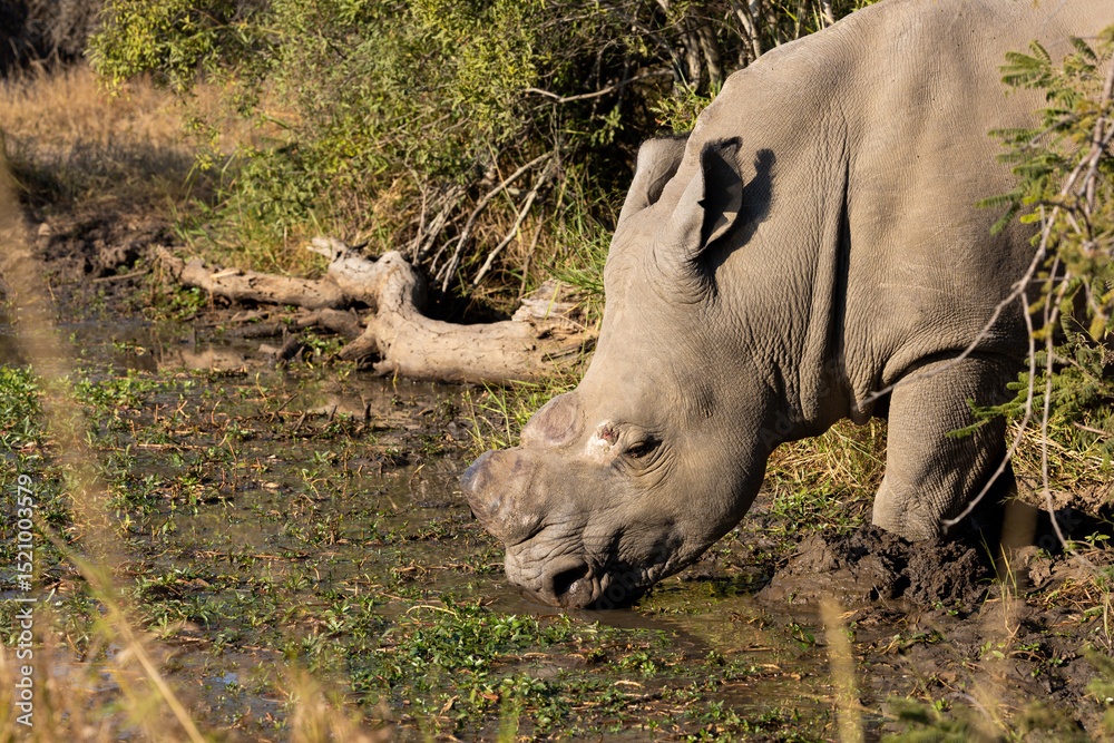 Fototapeta premium A white rhino bull drinking water