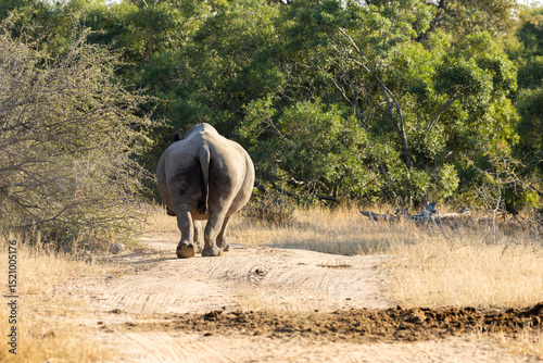 A white rhino bull walking away