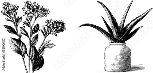 Engraved botanical illustration set of coastal and succulent plants: perfect for print design