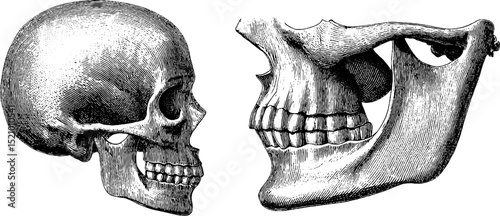 Anatomical engraving of human skull and nasal cavity for educational design