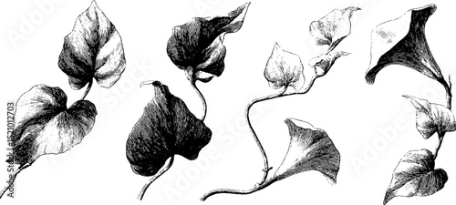 Vintage botanical engraving set of curved leaves for nature-inspired designs