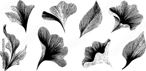 Botanical engraving set of curved petals and stems for artistic design