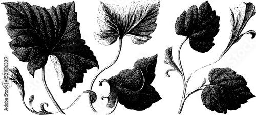Intricate engraved floral illustrations featuring delicate leaves and tendrils for botanical design