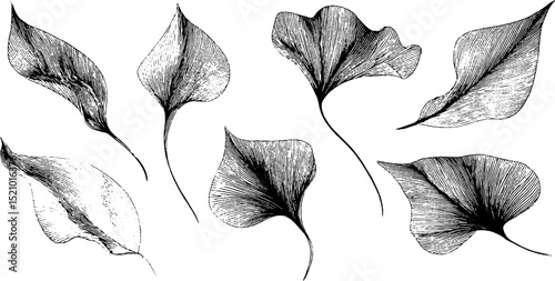Intricate engraved tendril illustration set for elegant botanical designs