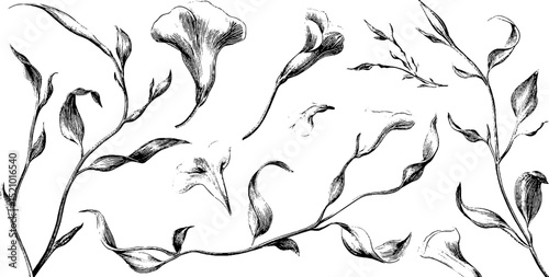 Engraved botanical illustration featuring delicate floral tendrils for artistic design