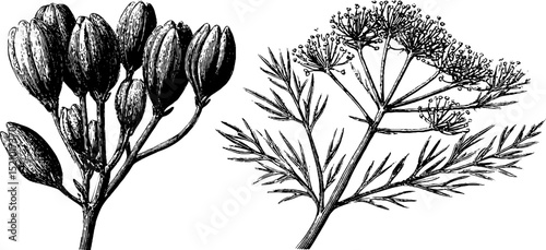 Set of engraved botanical illustrations featuring dill and coriander for design and print