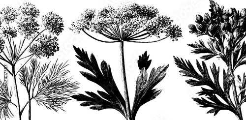 Detailed botanical engravings of dill and coriander for culinary design