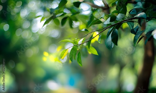 Lush Green Leaves in Sunlight