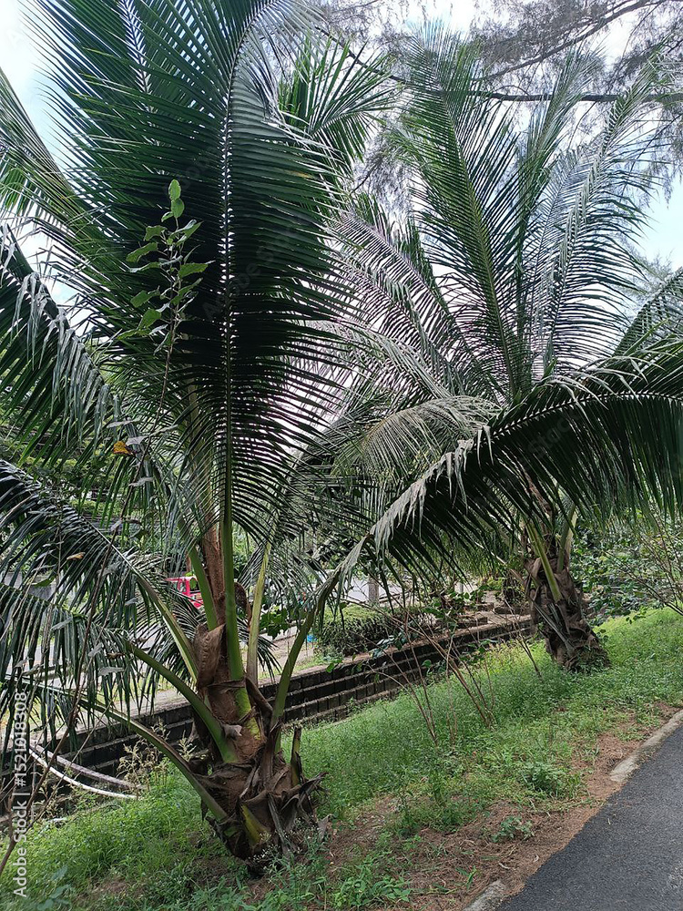 Naklejka premium Nature photography. Exotic fluffy palm trees. Thickets along the road. Tropical landscape for wallpaper. Photo of lush long leaves. Lost corner of the forest near the water. Deserted area. Nobody.