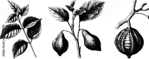 Engraved botanical illustration of epazote and mexican plants for art and design
