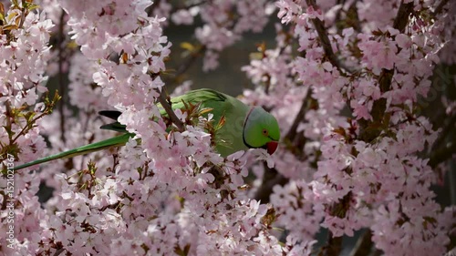 A green parrot perches on a cherry blossom branch, surrounded by delicate pink flowers, with a blurred brick wall in the background.