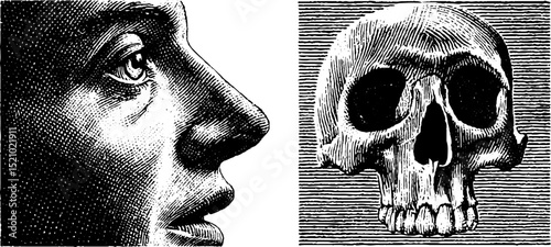 Engraved anatomical illustrations of human skull and eye socket for educational design