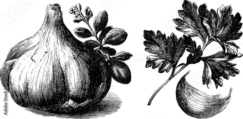 Vintage botanical illustration set featuring fleur de sel and culinary herbs