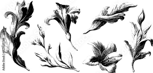 Engraved botanical illustrations of flowing tendrils for artistic design