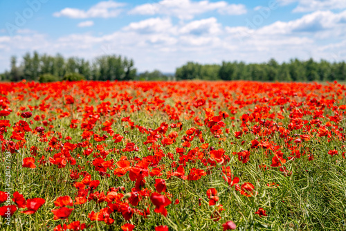 Fototapeta Naklejka Na Ścianę i Meble -  Rewilded field of common poppies Papaver rhoeas. Restoring natural pollinator zone and ecotourism area.