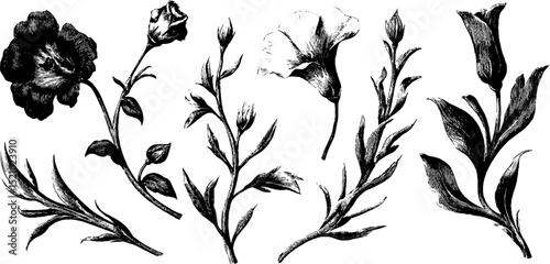 Elegant engraved botanical illustrations of flowing tendrils and floral elements for design