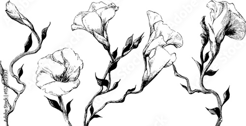 Intricate engraved illustration of flowing floral tendrils for art design
