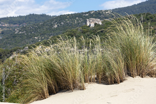 Fototapeta Naklejka Na Ścianę i Meble -  Dry beach grass Calamagrostis arenaria on sandy dunes with blurred Lycian ruins and green hills in background. Sunny day. Patara, Turkey, Mediterranean.