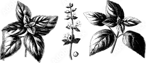 Engraved botanical illustration set highlighting fresh basil leaves and flowers