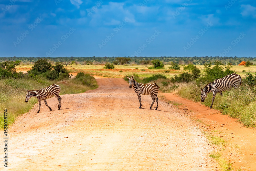 Fototapeta premium Zebra in Tsavo East National Park. Kenya.