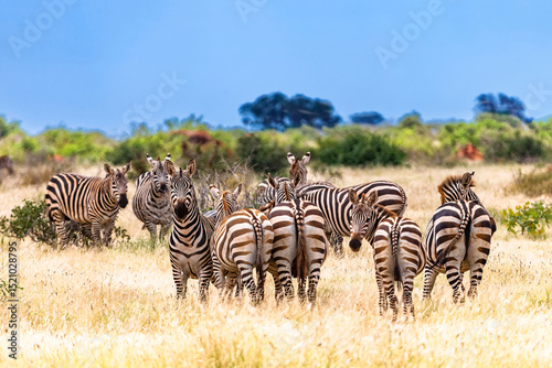 Zebra in Tsavo East National Park. Kenya.
