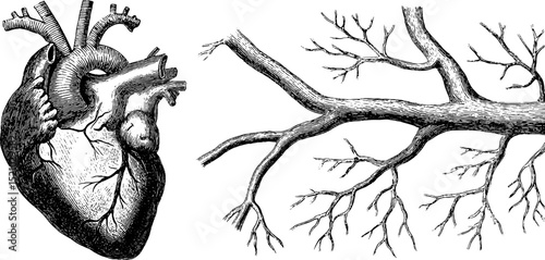 Detailed engraving of human heart and arteries for medical design and education